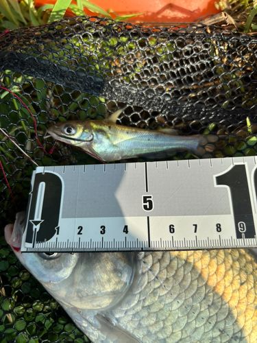 アメリカナマズの釣果