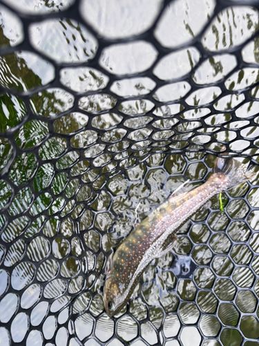 オショロコマの釣果