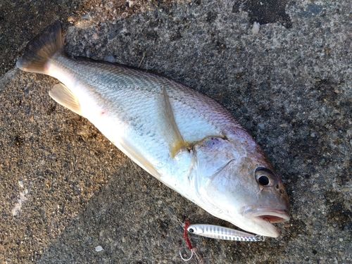 イシモチの釣果