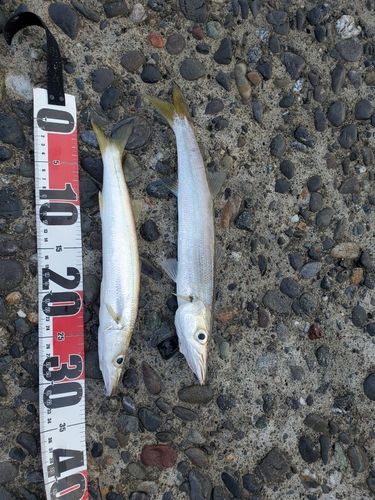 カマスの釣果