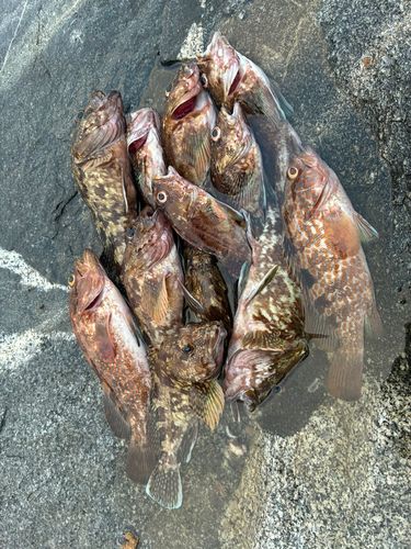 アコウの釣果