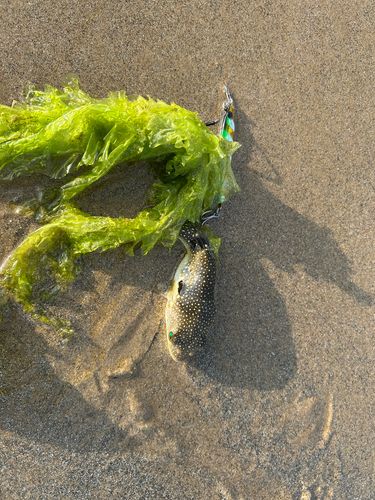 クサフグの釣果