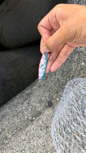 ダツの釣果