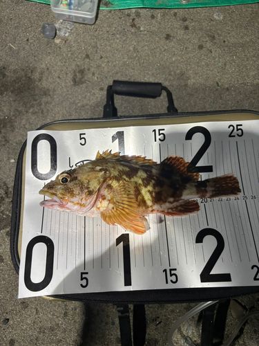 カサゴの釣果