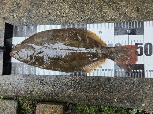ヒラメの釣果
