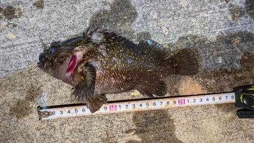 オウゴンムラソイの釣果