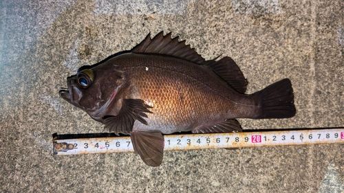 シロメバルの釣果