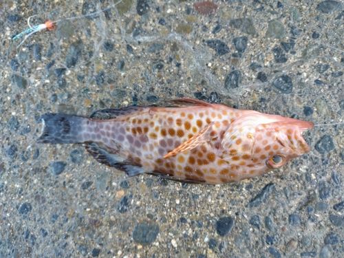 オオモンハタの釣果