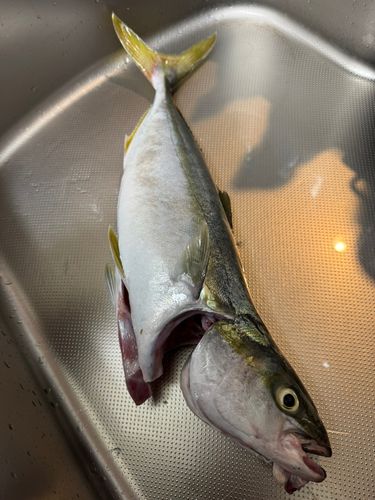 イナダの釣果