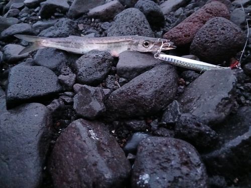 カマスの釣果