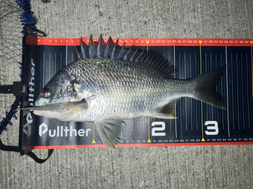 キビレの釣果