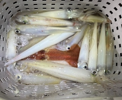 ケンサキイカの釣果