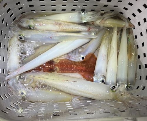 ケンサキイカの釣果