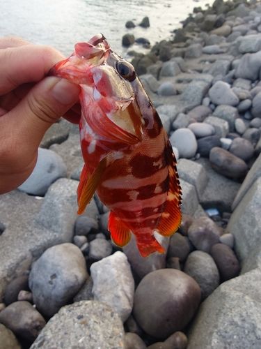アカハタの釣果