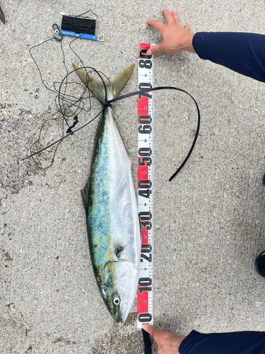 ブリの釣果