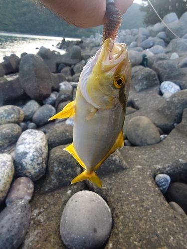 シオの釣果