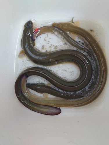 ウナギの釣果