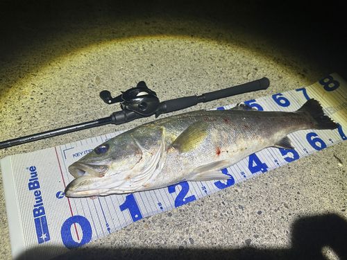 シーバスの釣果
