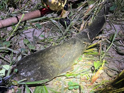 ナマズの釣果