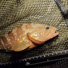 キジハタの釣果