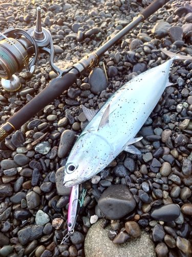 ソウダガツオの釣果
