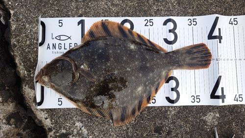 マツカワの釣果
