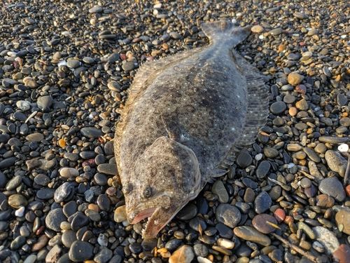 ソゲの釣果