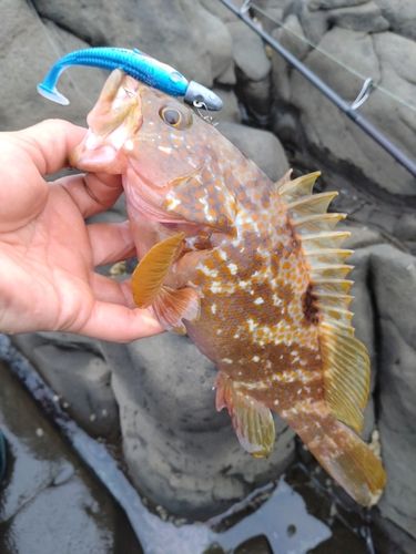 キジハタの釣果
