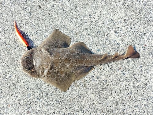 カスザメの釣果