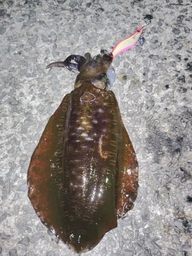 アオリイカの釣果