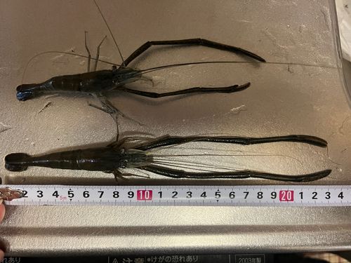 テナガエビの釣果
