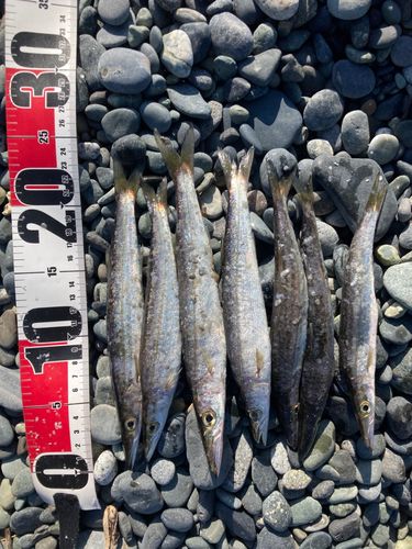 ヤマトカマスの釣果