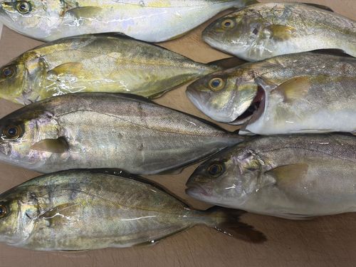 ショゴの釣果