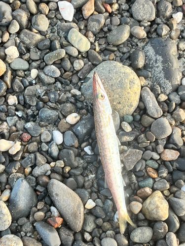 カマスの釣果
