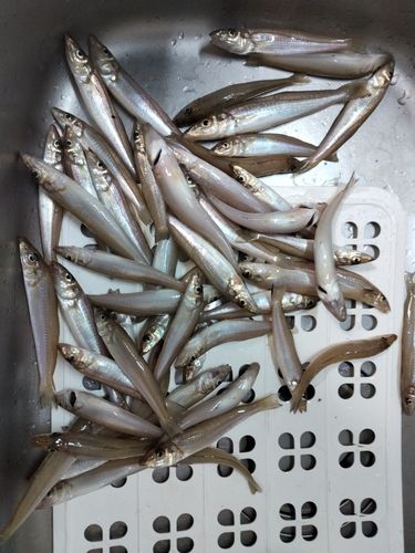 キスの釣果
