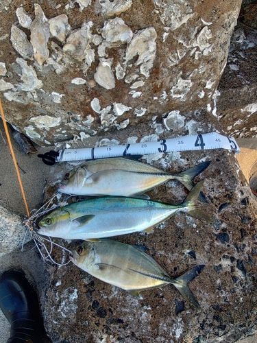釣果
