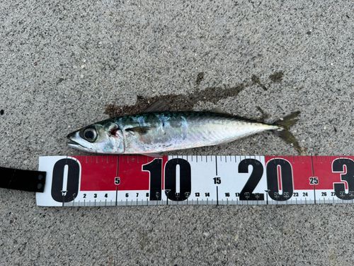 サバの釣果