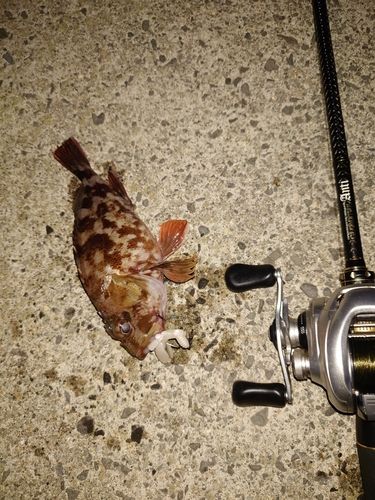 カサゴの釣果