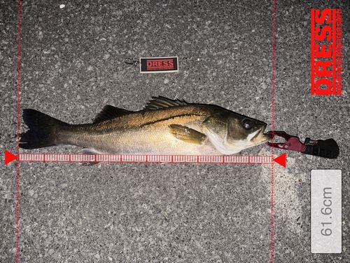 シーバスの釣果