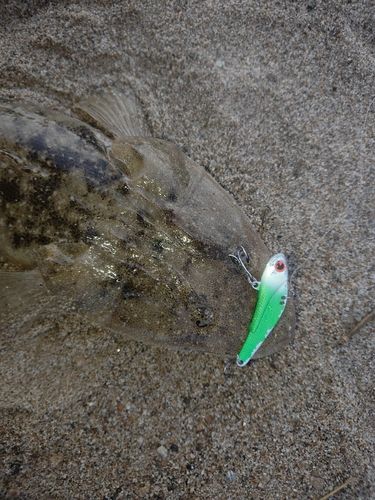 マゴチの釣果