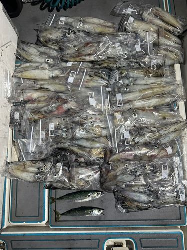 ヤリイカの釣果
