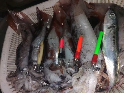 スルメイカの釣果