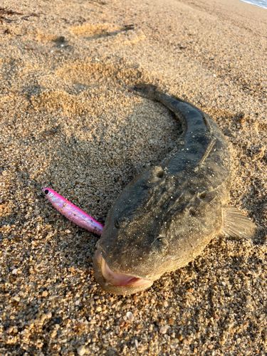マゴチの釣果