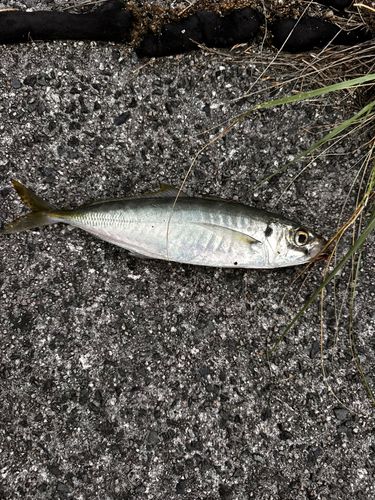 ツバスの釣果