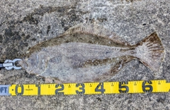 ヒラメの釣果