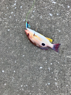 クロホシフエダイの釣果