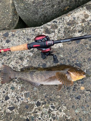 アイナメの釣果