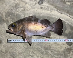メバルの釣果