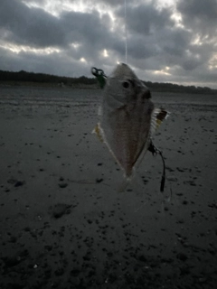 ヒイラギの釣果