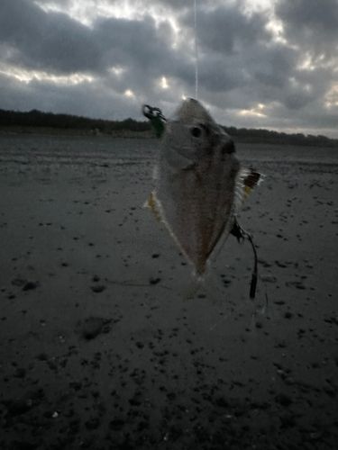 ヒイラギの釣果
